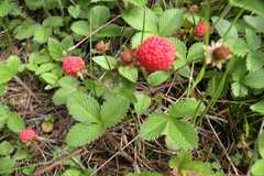 Fragaria nubicola